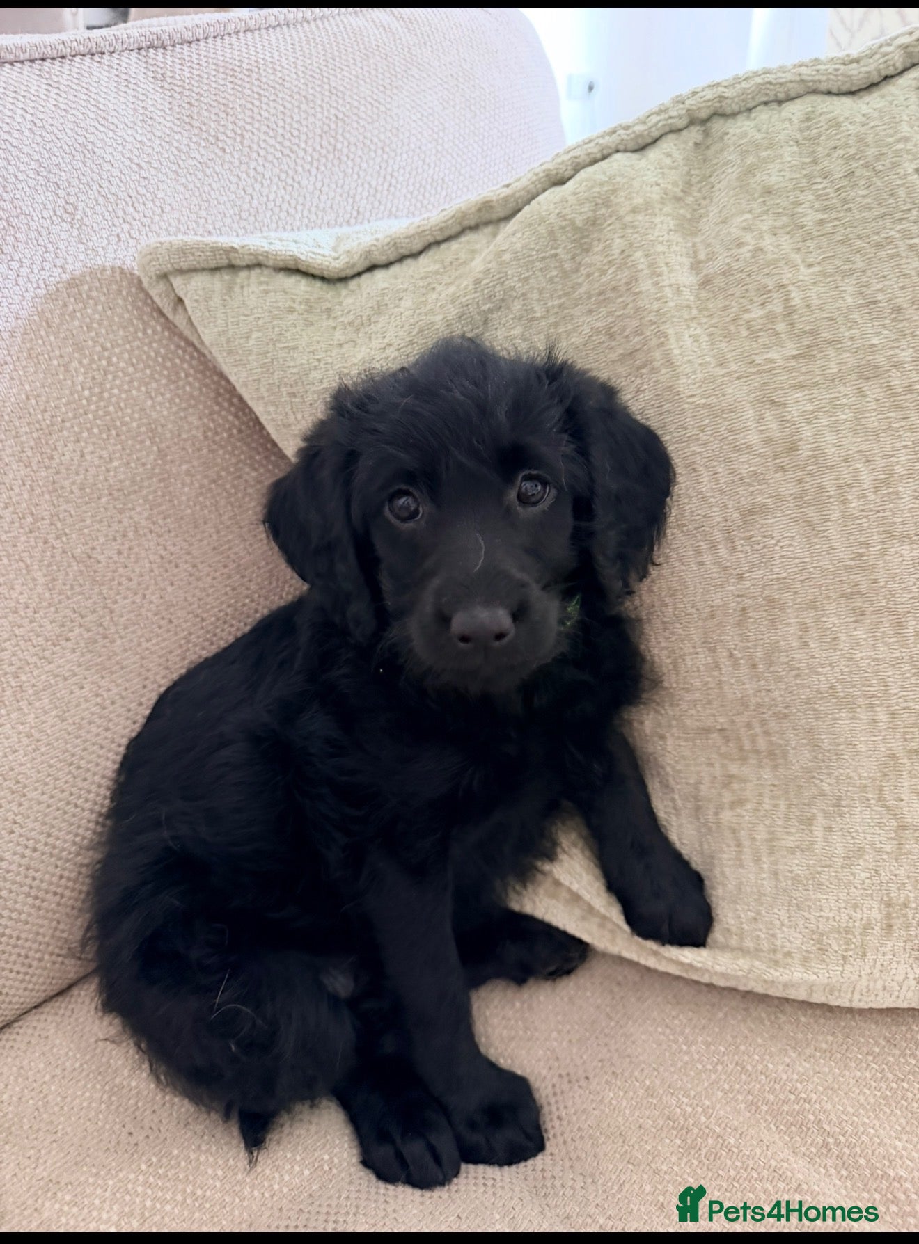Labradoodle dogs Last 2 Labradoodles 🐾NOW READY🐾 - Advert 7