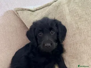 Labradoodle dogs Last 2 Labradoodles 🐾NOW READY🐾 - Advert 7