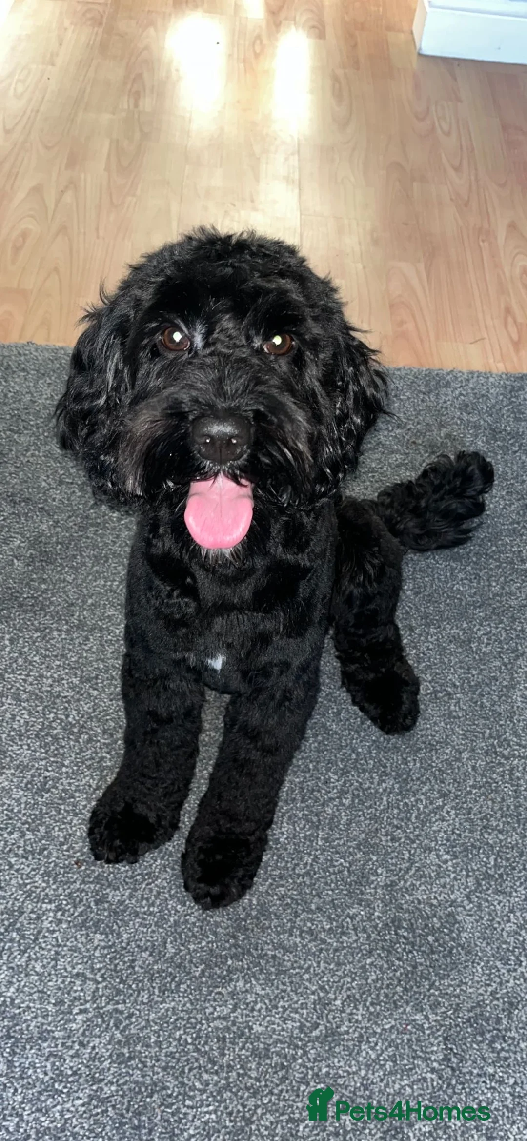 Cockapoo dogs for stud: Reggie (cockapoo stud) - Advert 1