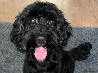 Cockapoo dogs Reggie (cockapoo stud) - Advert 1