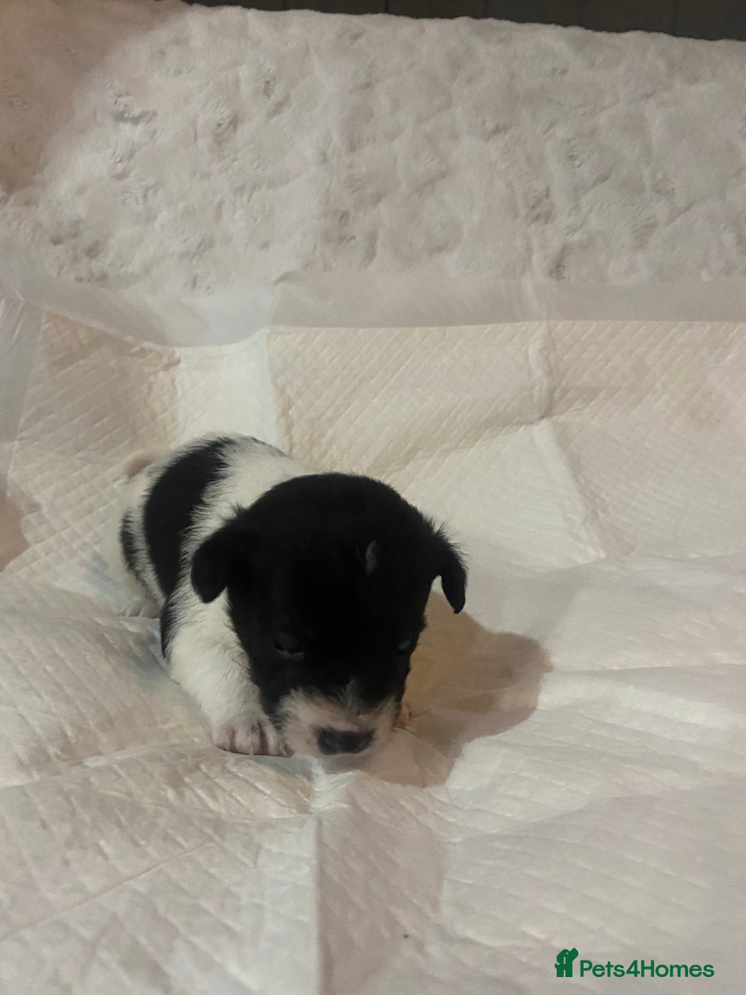 Jackapoo dogs for sale: Jackapoo puppies - Advert 9