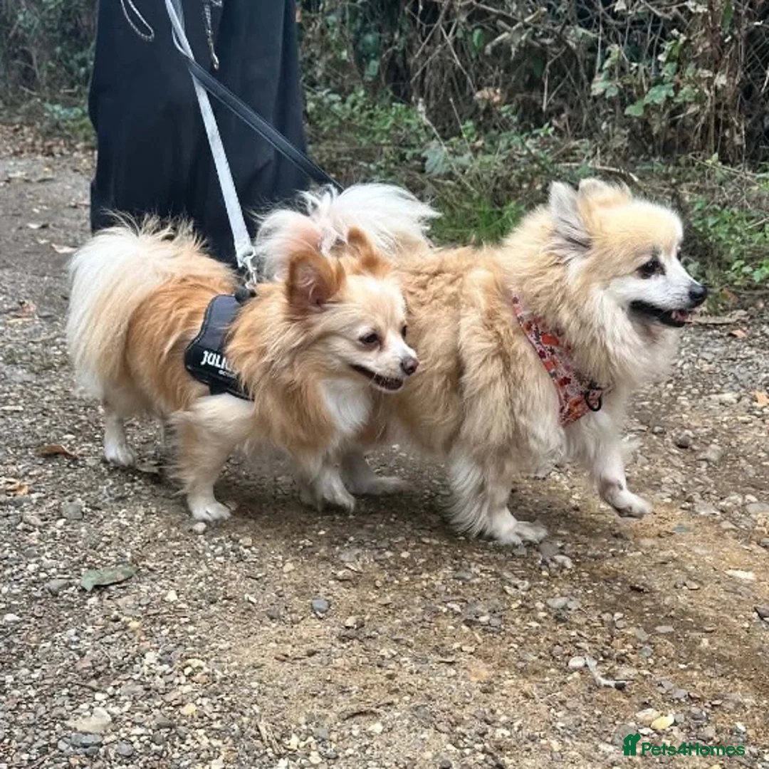 Pomeranian dogs for sale: Pomeranian female  - Advert 3