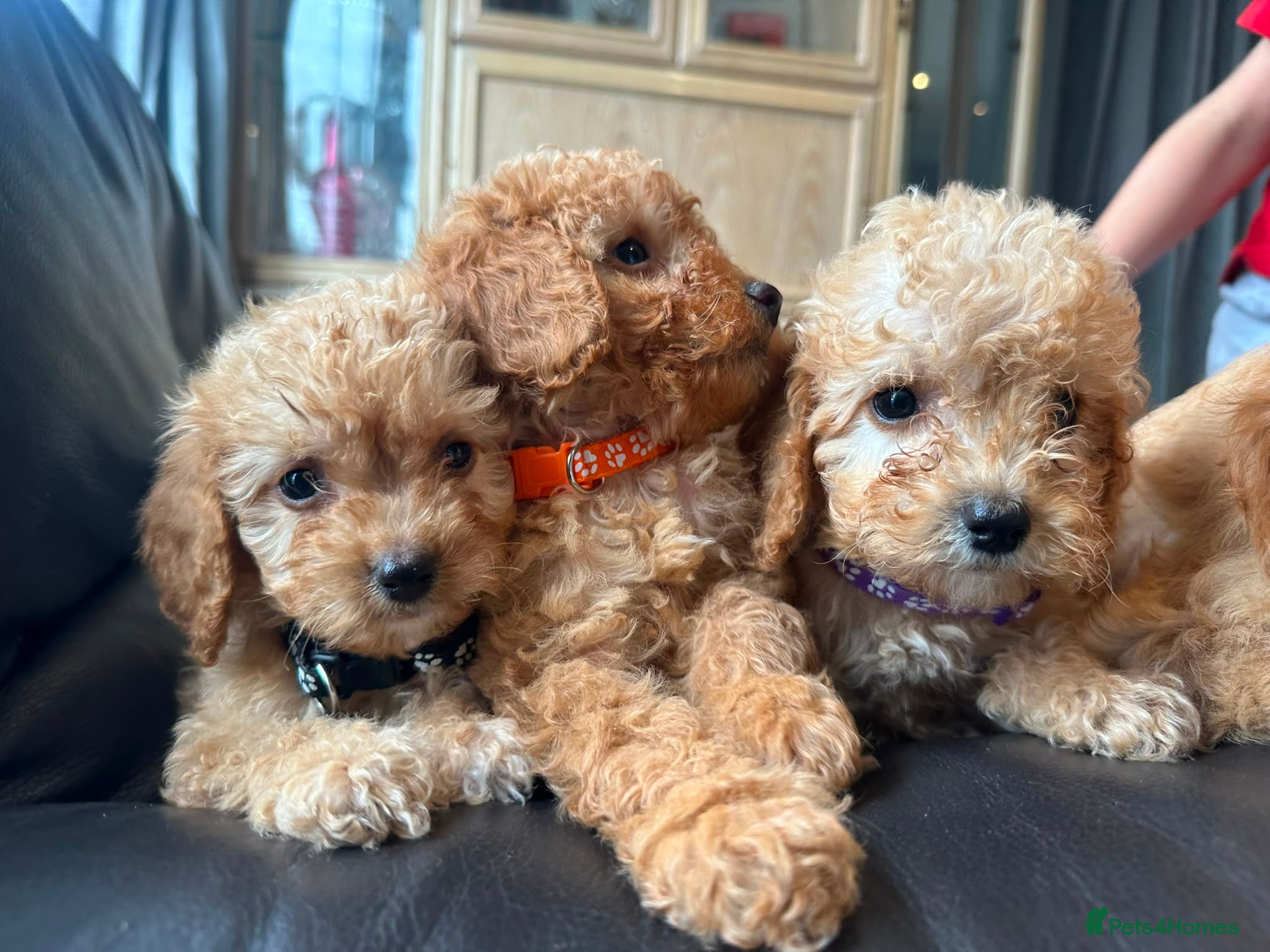 Cockapoo dogs Licensed F1b 2 Cockapoos ready to leave  - Advert 6