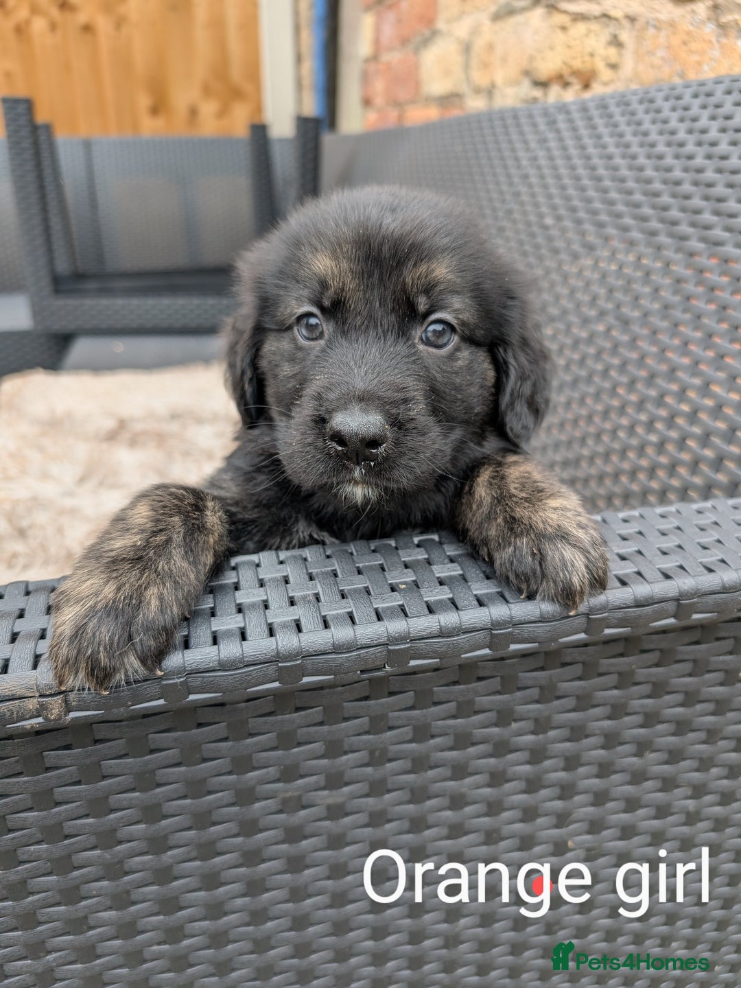 Mixed Breed dogs for sale: Golden Shepherd Puppies  - Image 22