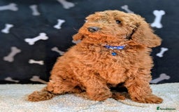 Miniature Poodle dogs for sale: Miniature Poodle Puppies for Sale! - Image 5