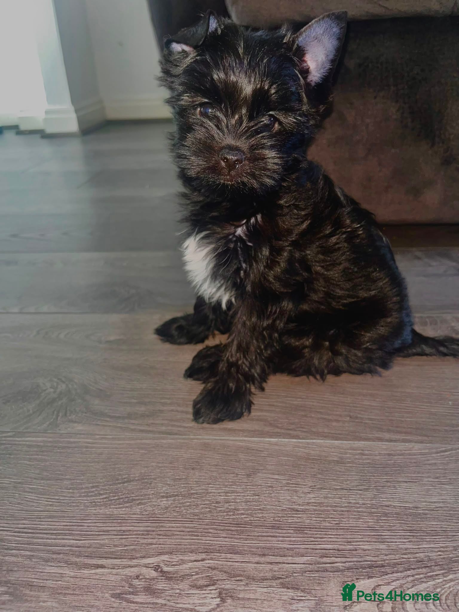 Yorkshire Terrier dogs LAST BOY LOOKING FOR HIS FOREVER HOME  - Advert 1