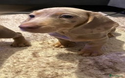 Miniature Dachshund dogs for sale: KCRegistered Miniature SmoothHaired Dachshund Boys - Image 4