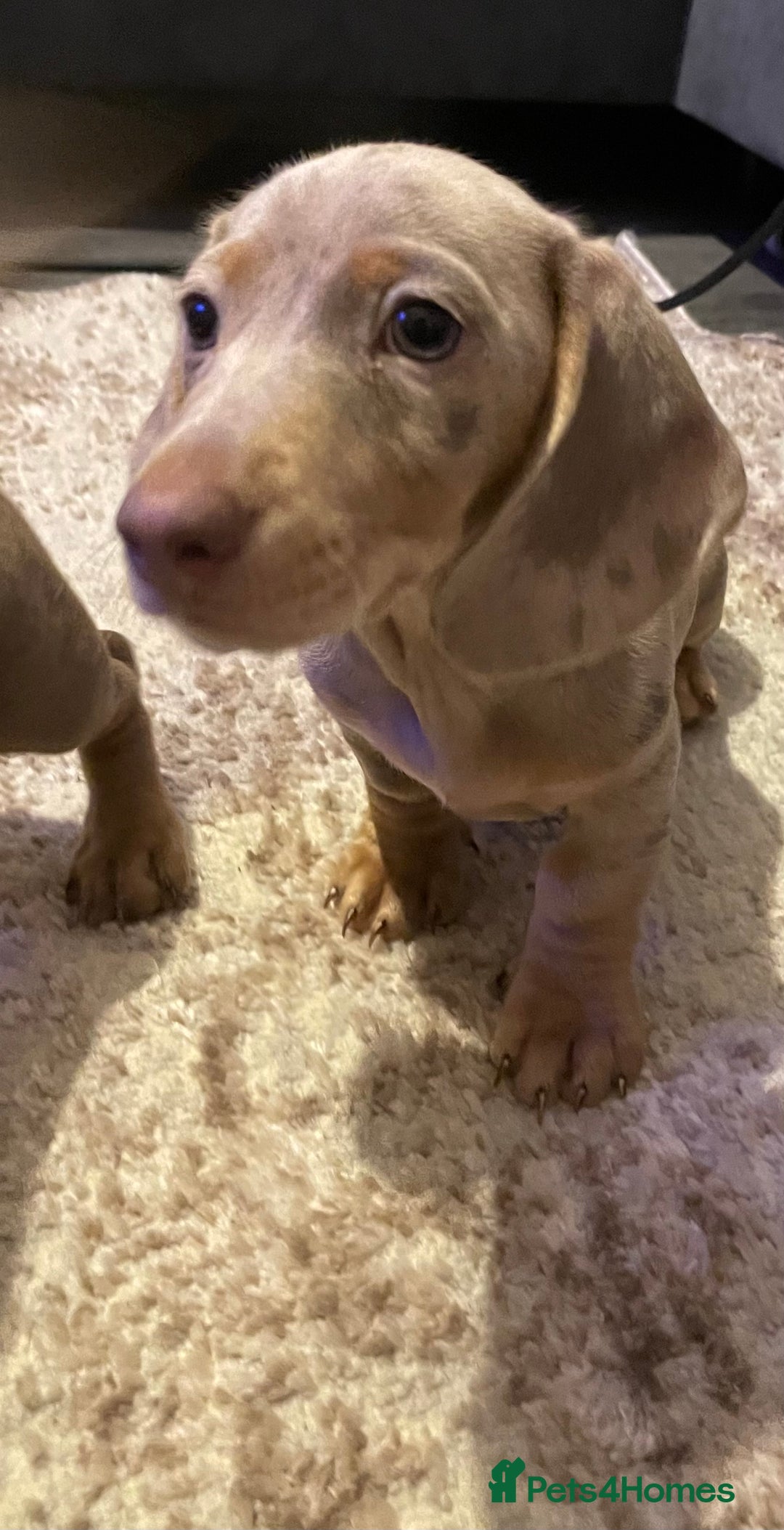 Miniature Dachshund dogs for sale: KCRegistered Miniature SmoothHaired Dachshund Boys - Image 4