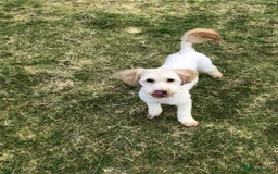 Miniature Poodle dogs for stud: Apricot stud. DNA health tested KCreg colour panel in Dunblane - Image 2