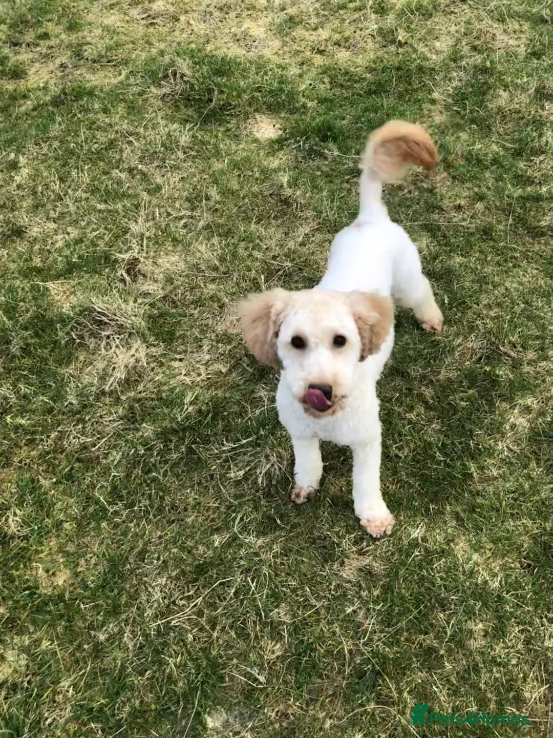 Miniature Poodle dogs for stud: Apricot stud. DNA health tested KCreg colour panel in Dunblane - Advert 2