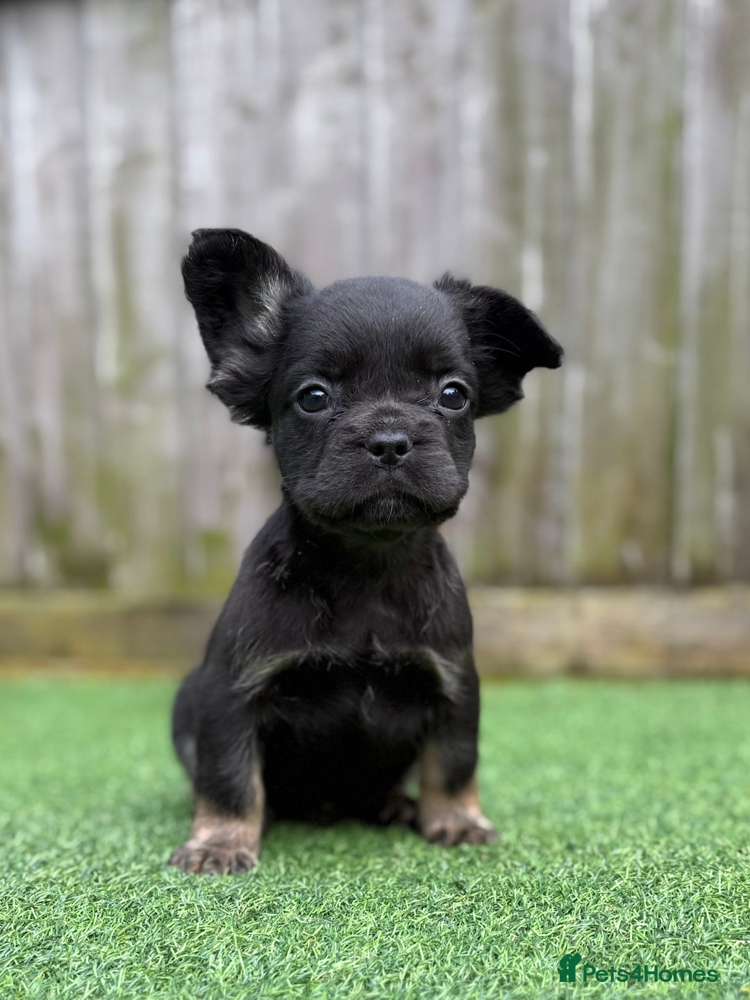 French Bulldog dogs for sale: 3 Full Fluffy Boys  - Advert 3