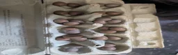 Quail poultry for sale: Button quails and fertile eggs in Manchester - Advert 3