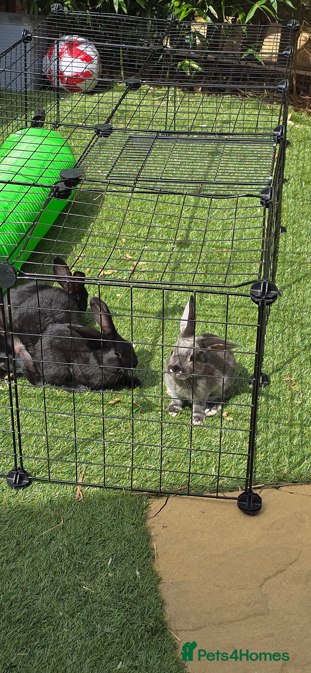 Dwarf Lop rabbits for sale: 9 Dwarf lop Rabbits ready for a new home - Image 6