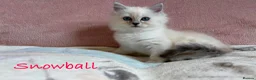 Persian cats for sale: Absolutely beautiful Persian/ragdoll Kittens - Advert 21
