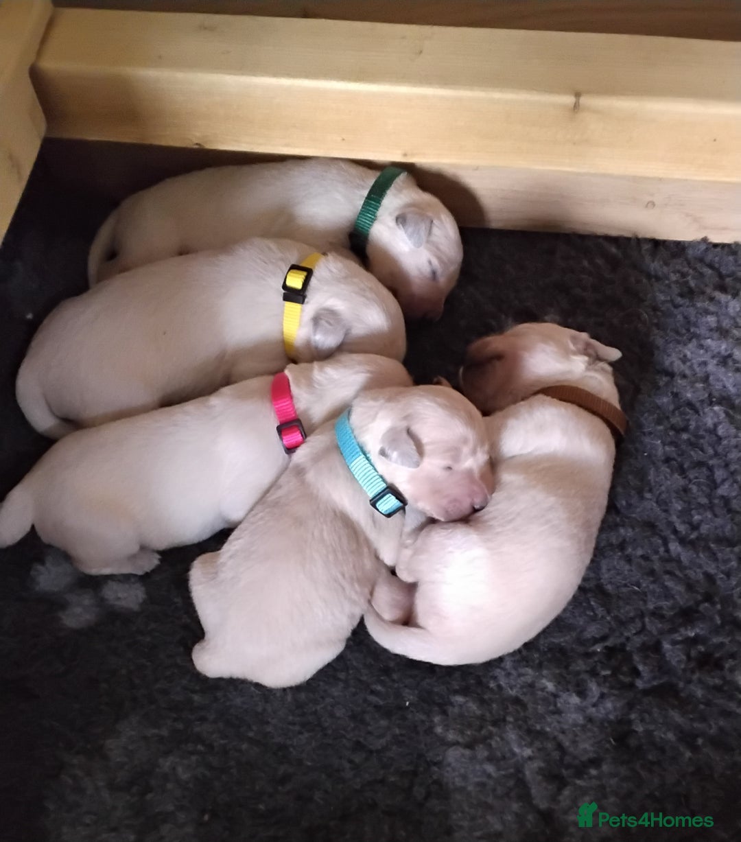 Golden Retriever dogs for sale: Golden retriever male - Image 7