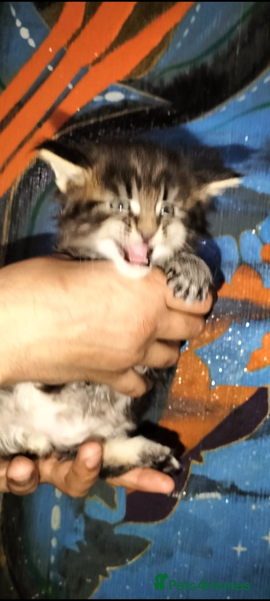 Maine Coon cats Maine coone kittens  - Advert 16