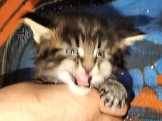 Maine Coon cats Maine coone kittens - Advert 5