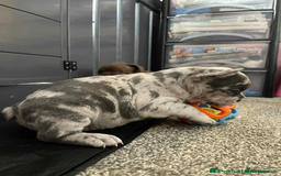 French Bulldog dogs for sale: Charming selection of French Bulldog puppies - Image 6