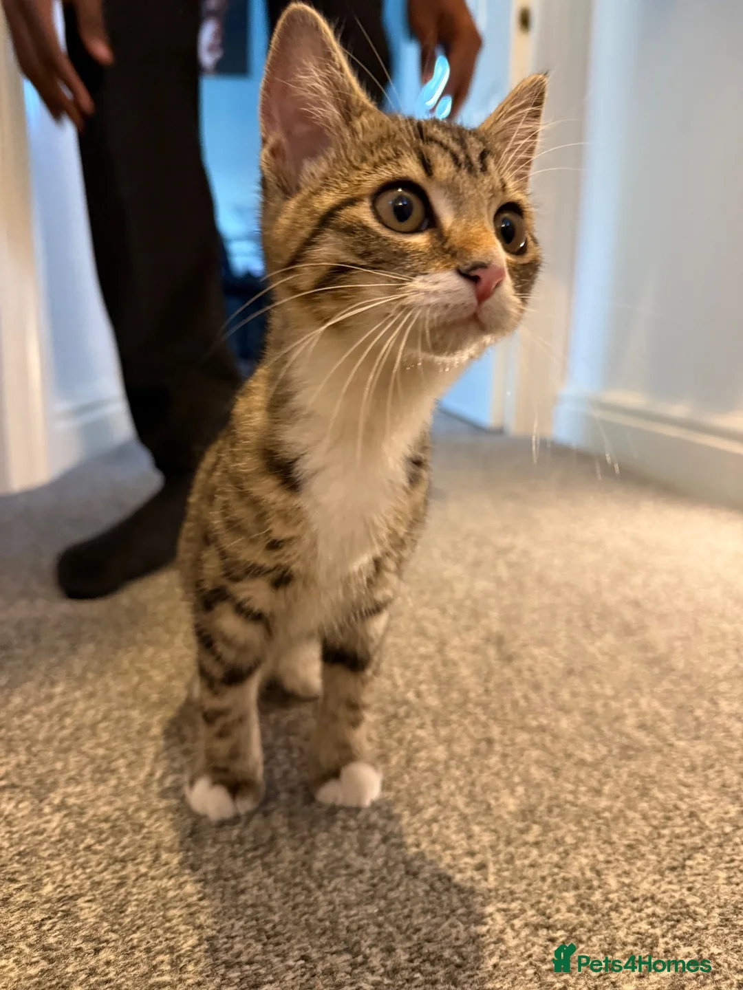 Domestic Shorthair cats for sale: Domestic shorthair Tabby kitten  - Advert 2