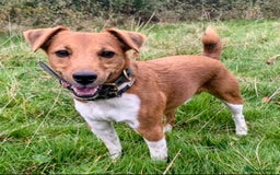 Plummer Terrier dogs for sale: Plummer Terrier - Image 1