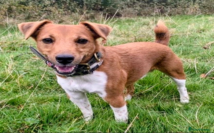 Plummer Terrier dogs - Advert 1