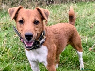 Plummer Terrier dogs for sale - Advert 1