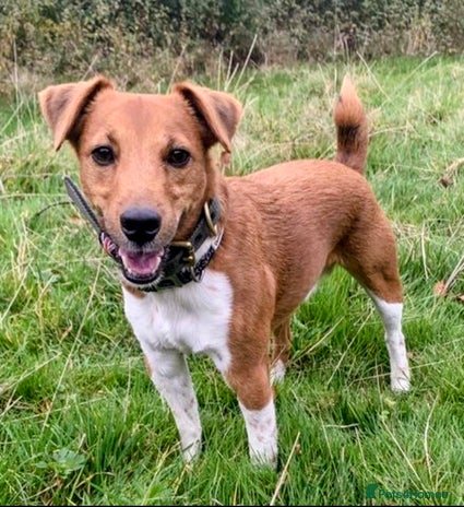 Plummer Terrier dogs - Advert 2