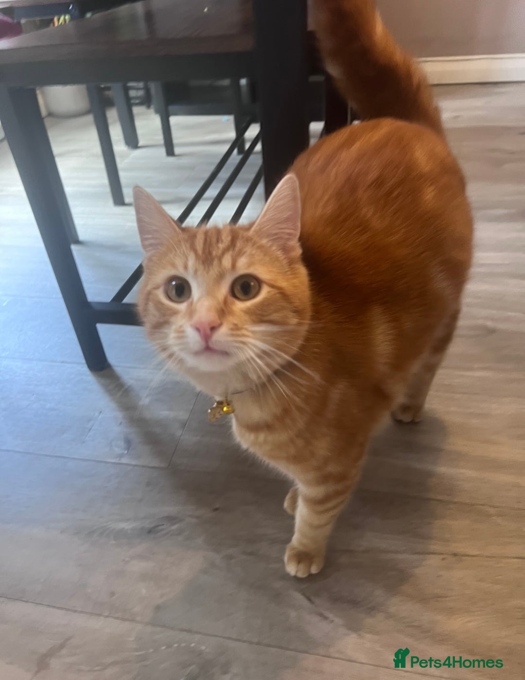 Mixed Breed cats for sale: Forever home for Ronald! - Image 2