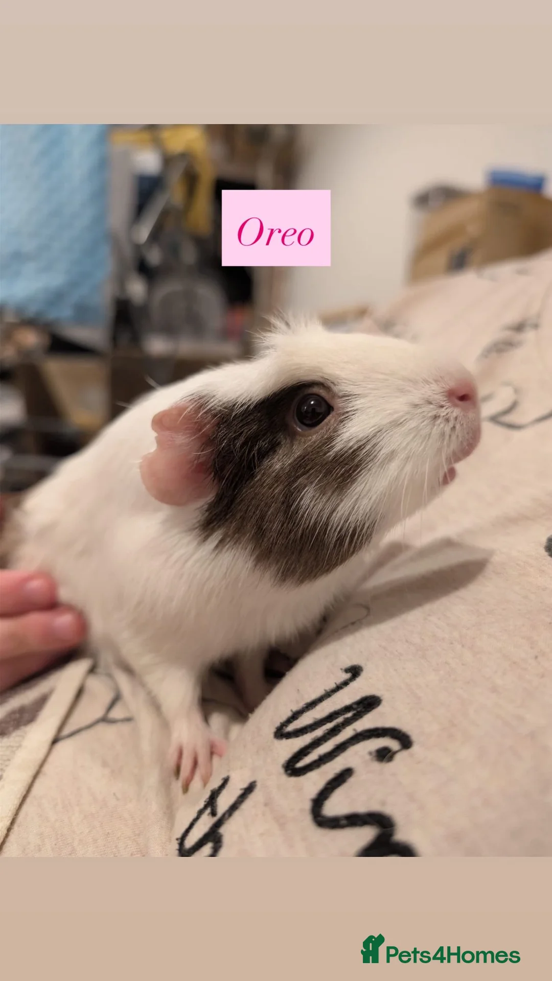 Guinea Pig rodents for sale: Female Guinea Pig Herd in Leicester - Advert 6
