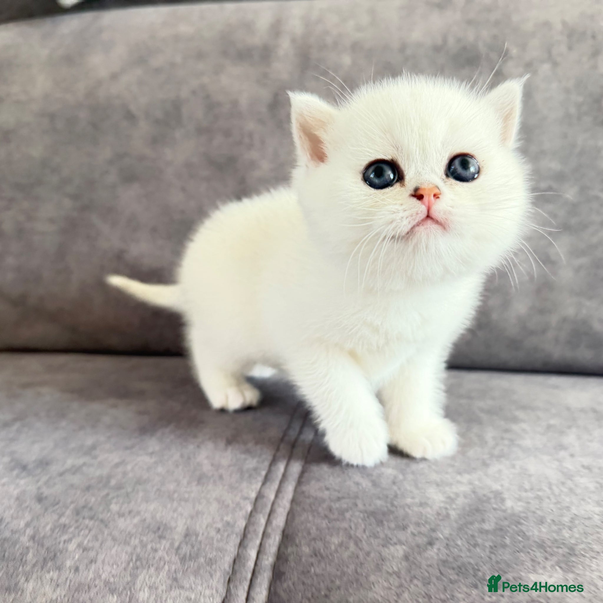 British Shorthair cats British Shorthair Chinchilla (Silver Shaded) boy  - Advert 2