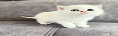 British Shorthair Kitten 3