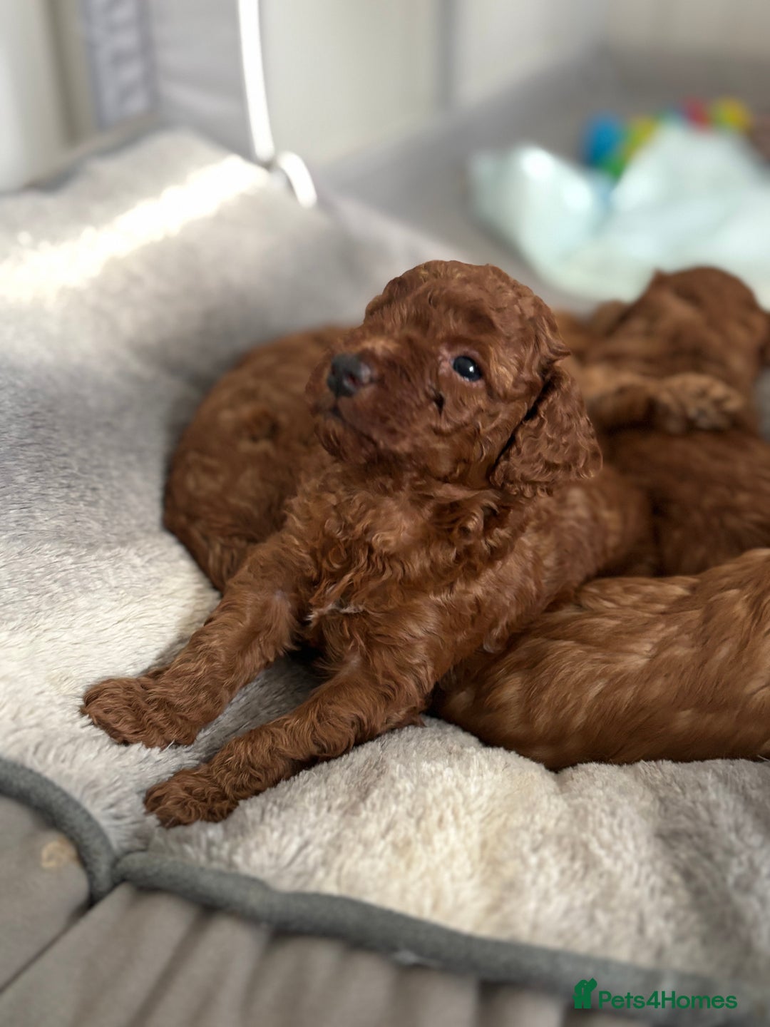 Cockapoo dogs for sale: Red Cockapoo puppies - Advert 5