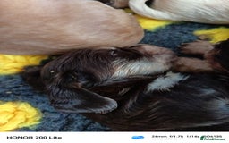 Cocker Spaniel dogs for sale: Show type Cocker spaniel puppy's KCR - Image 6