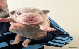 English Bulldog dogs for sale: English Bulldogs  - Image 23