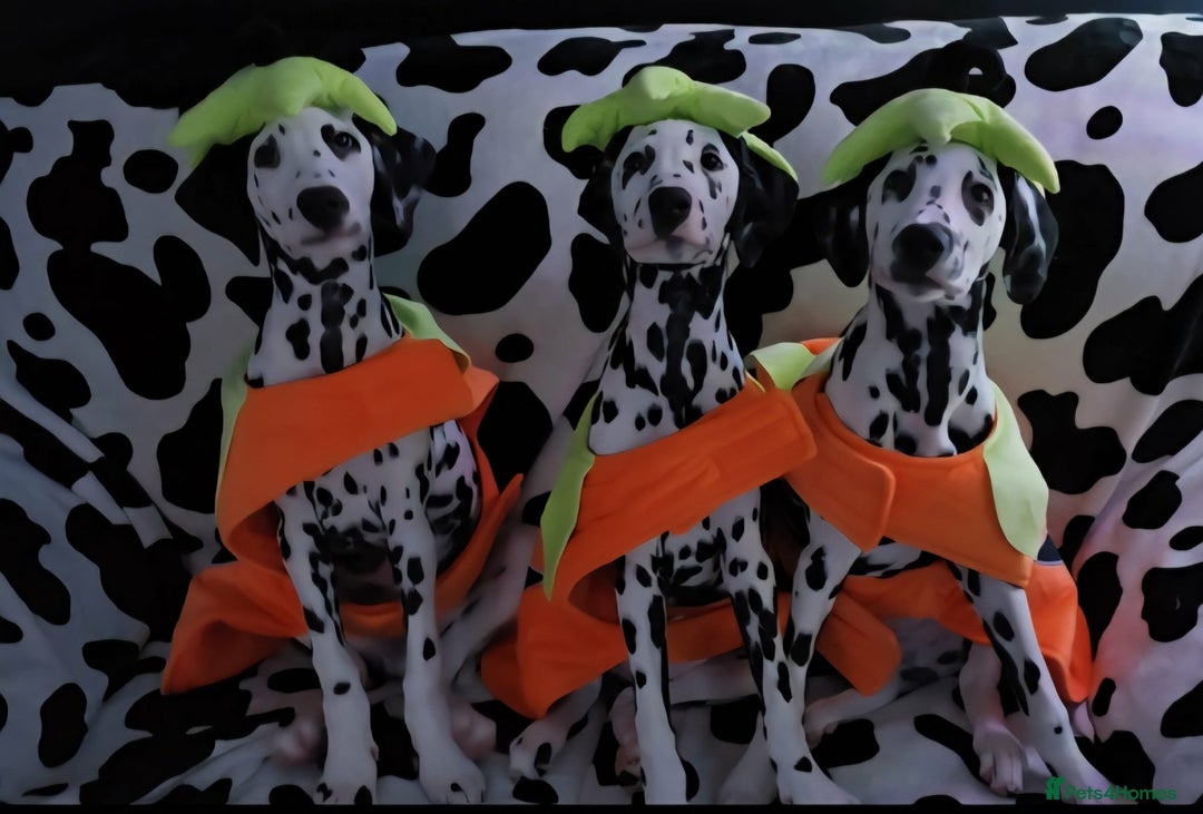 Dalmatian dogs for sale: Gorgeous Dalmation Brothers - Advert 4