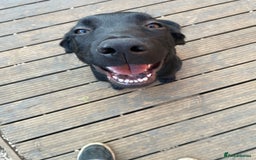 Mixed Breed dogs for sale: Belgian malinois x Labrador puppies  in Kettering - Image 1