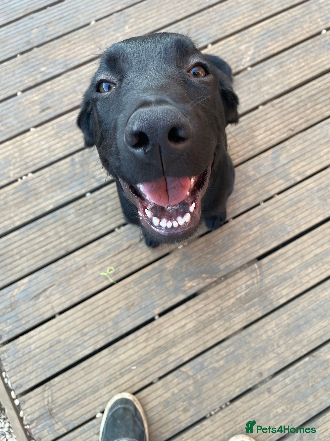 Mixed Breed dogs for sale: Belgian malinois x Labrador puppies  in Kettering - Image 1