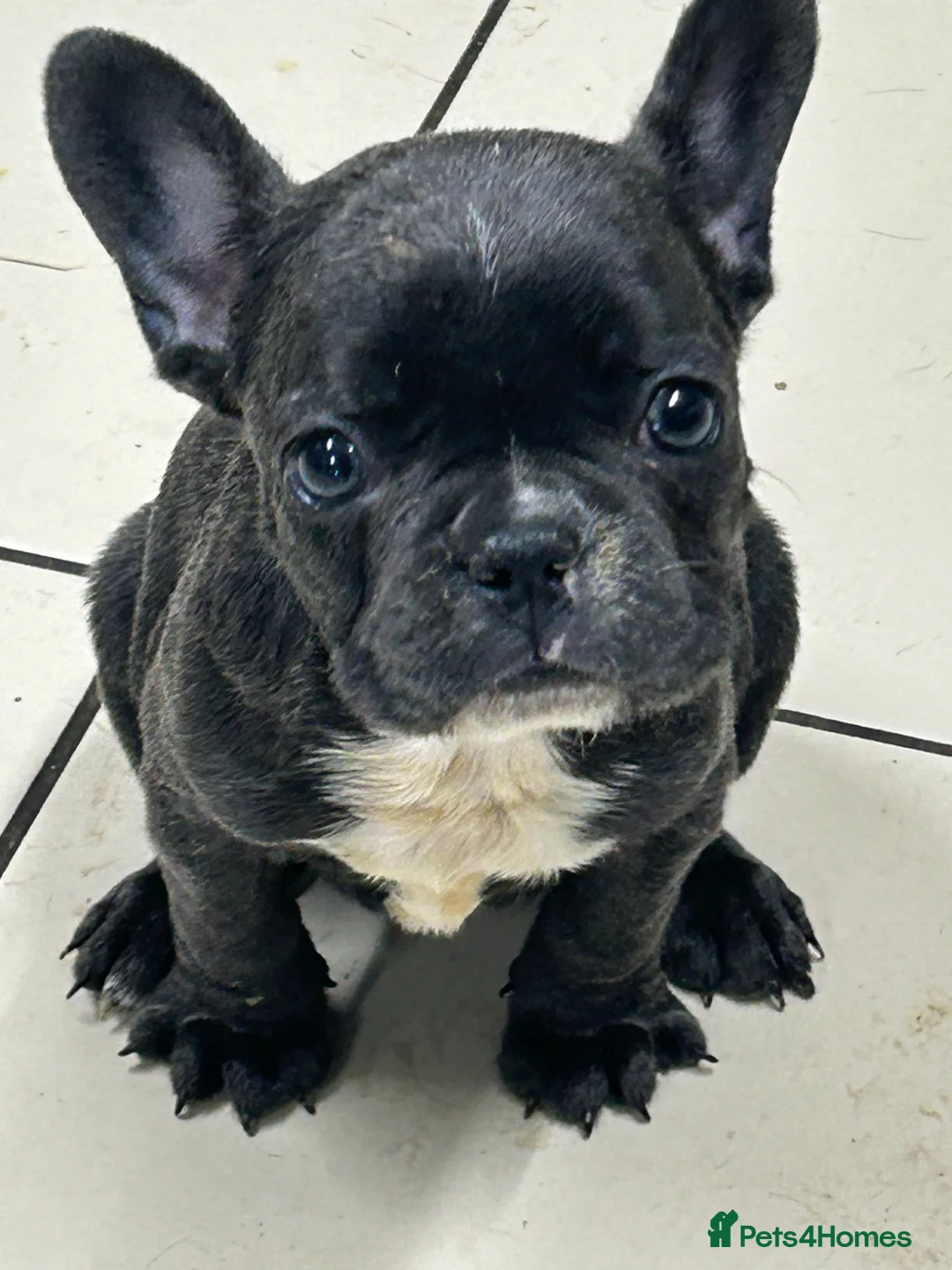 French Bulldog dogs for sale: French bulldog  - Advert 2