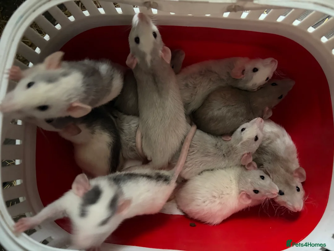 Rat rodents for sale: BABY RATS Mixed    . Beautiful tame babies  - Advert 2