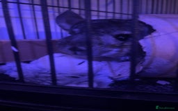 Chinchilla rodents for sale: male chinchilla for sale  - Image 3