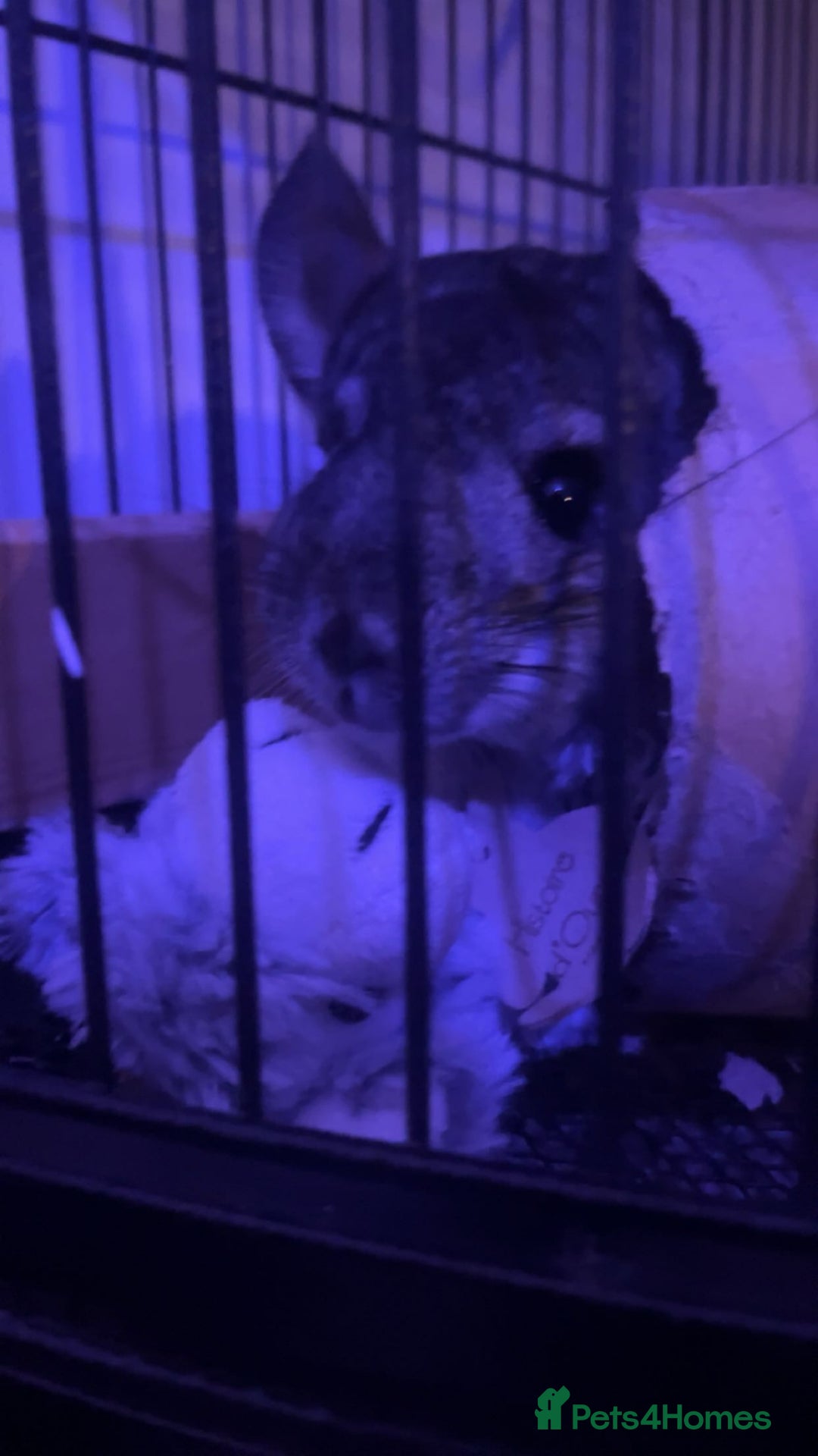 Chinchilla rodents for sale: male chinchilla for sale  - Image 3