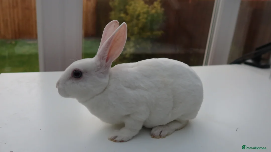 Rex rabbits for sale: Mini Rex BEW Rabbits - Advert 2