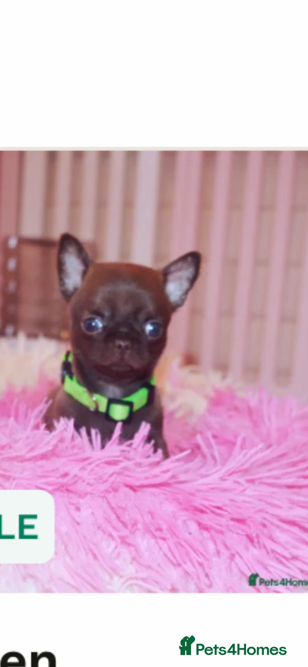 Chihuahua dogs for sale: Mr Boss in Maidstone - Advert 3