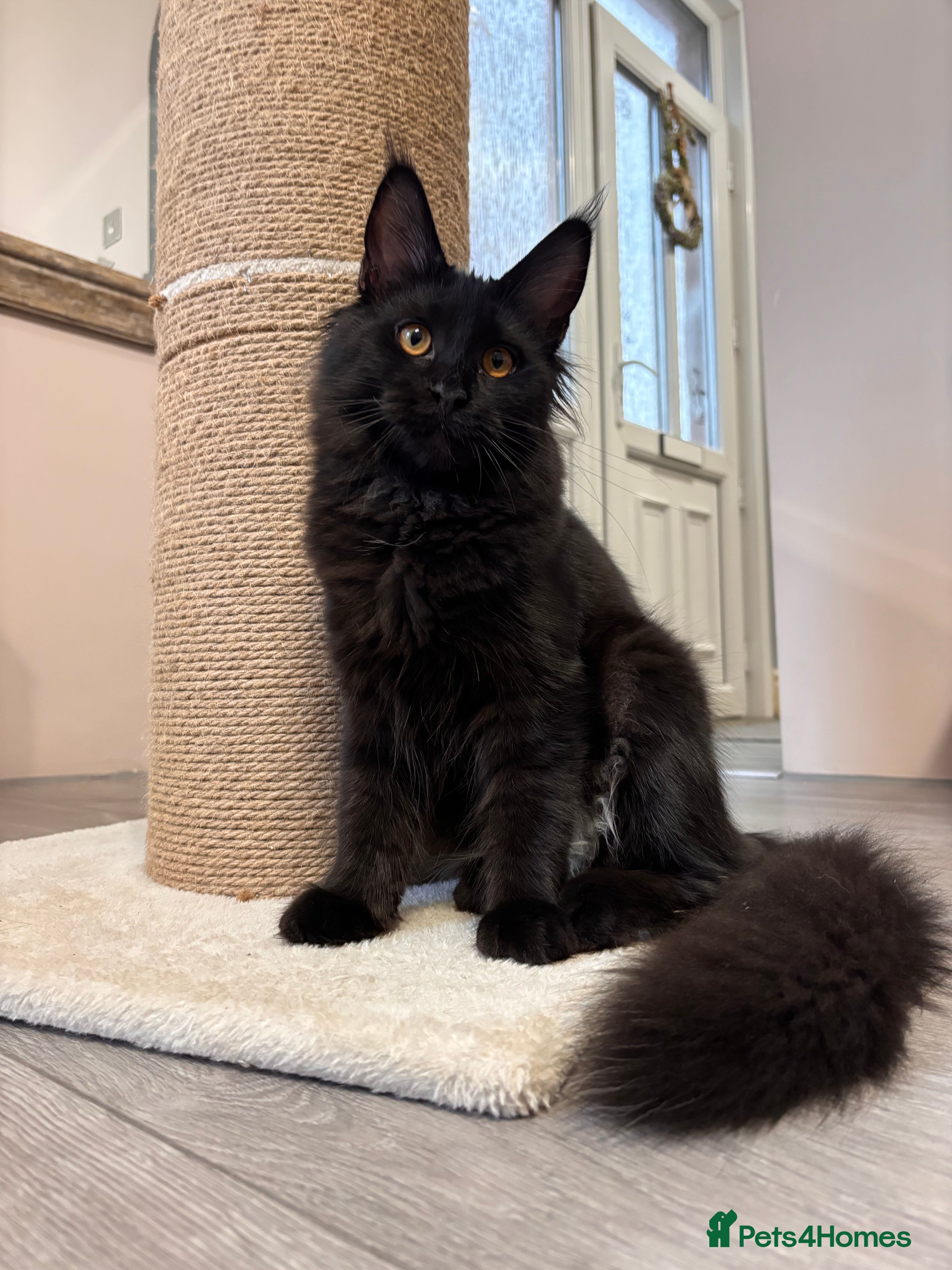 Maine Coon cats ✨2 GCCF Females Ready to go!✨ - Advert 6