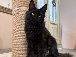 Maine Coon cats ✨2 GCCF Females Ready to go!✨ - Advert 1