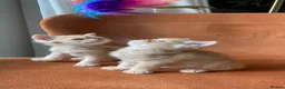 Persian cats for sale: Two beautiful Persian kittens  - Advert 10