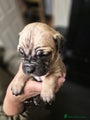 Cane Corso Puppy 1