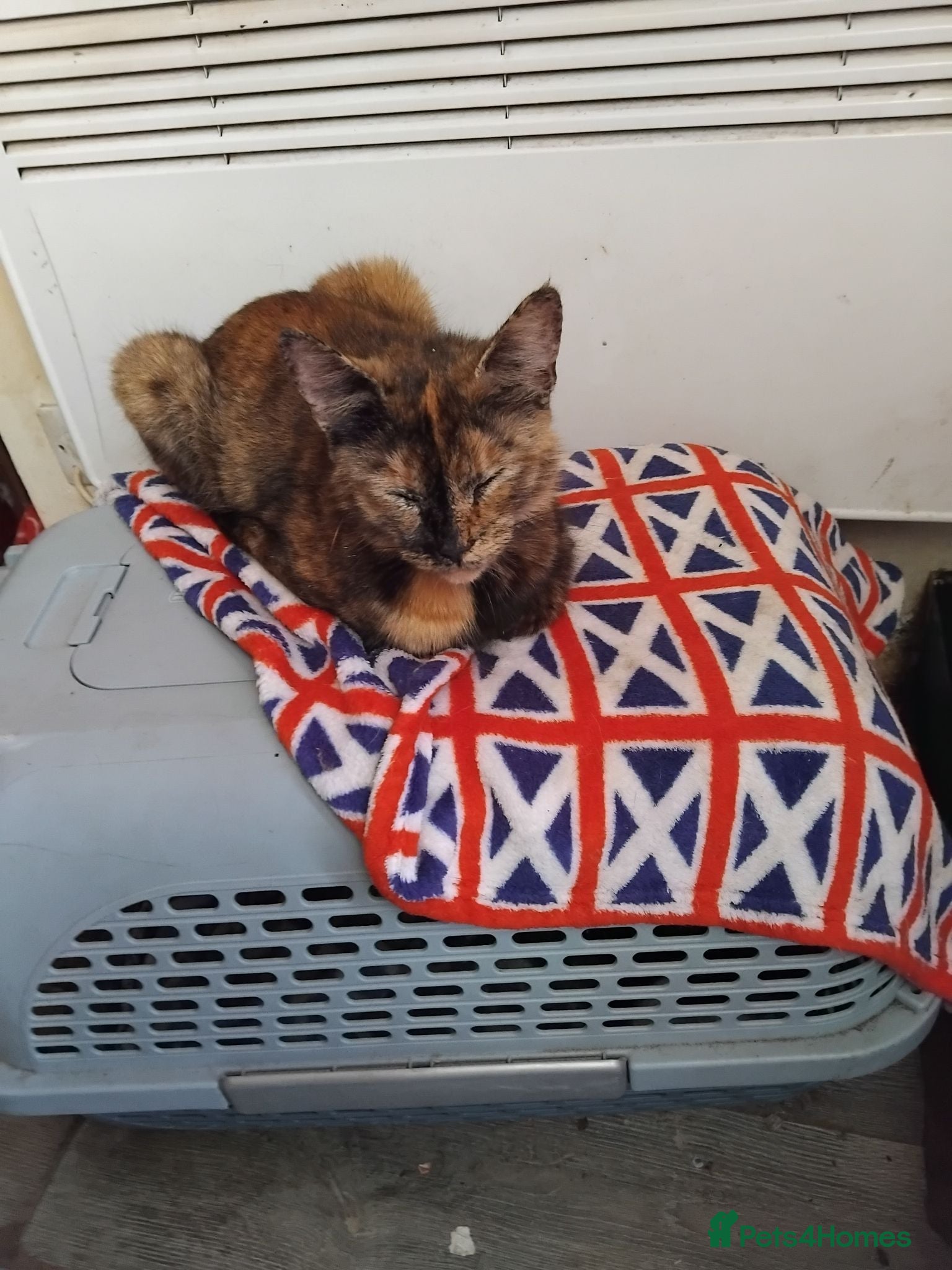 Mixed Breed cats Mixed kittens - Advert 1