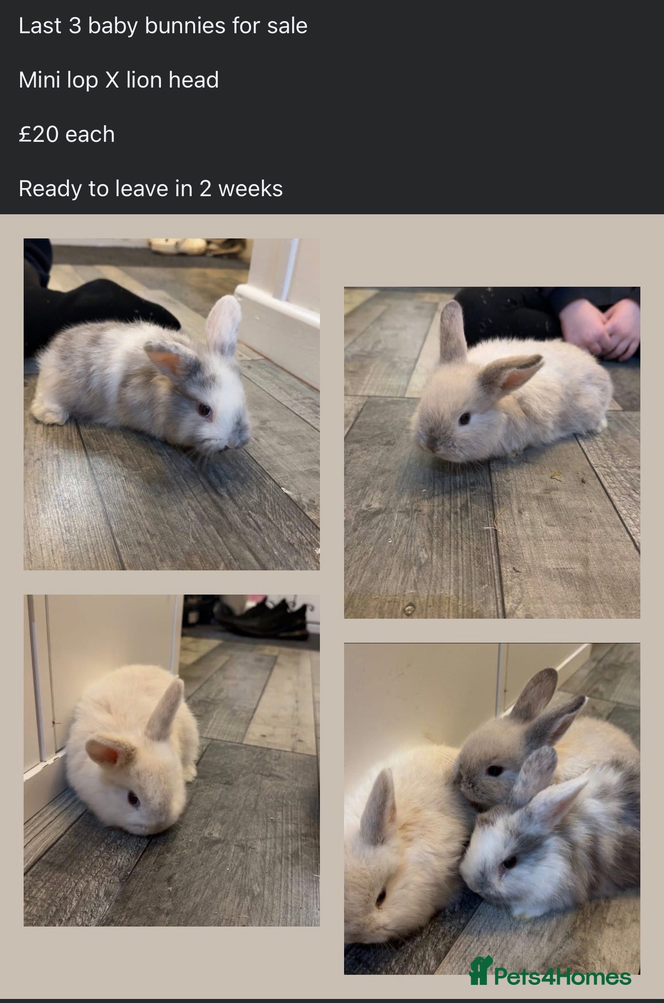 Mixed Breed rabbits Mini lop X lion head bunnies  - Advert 3