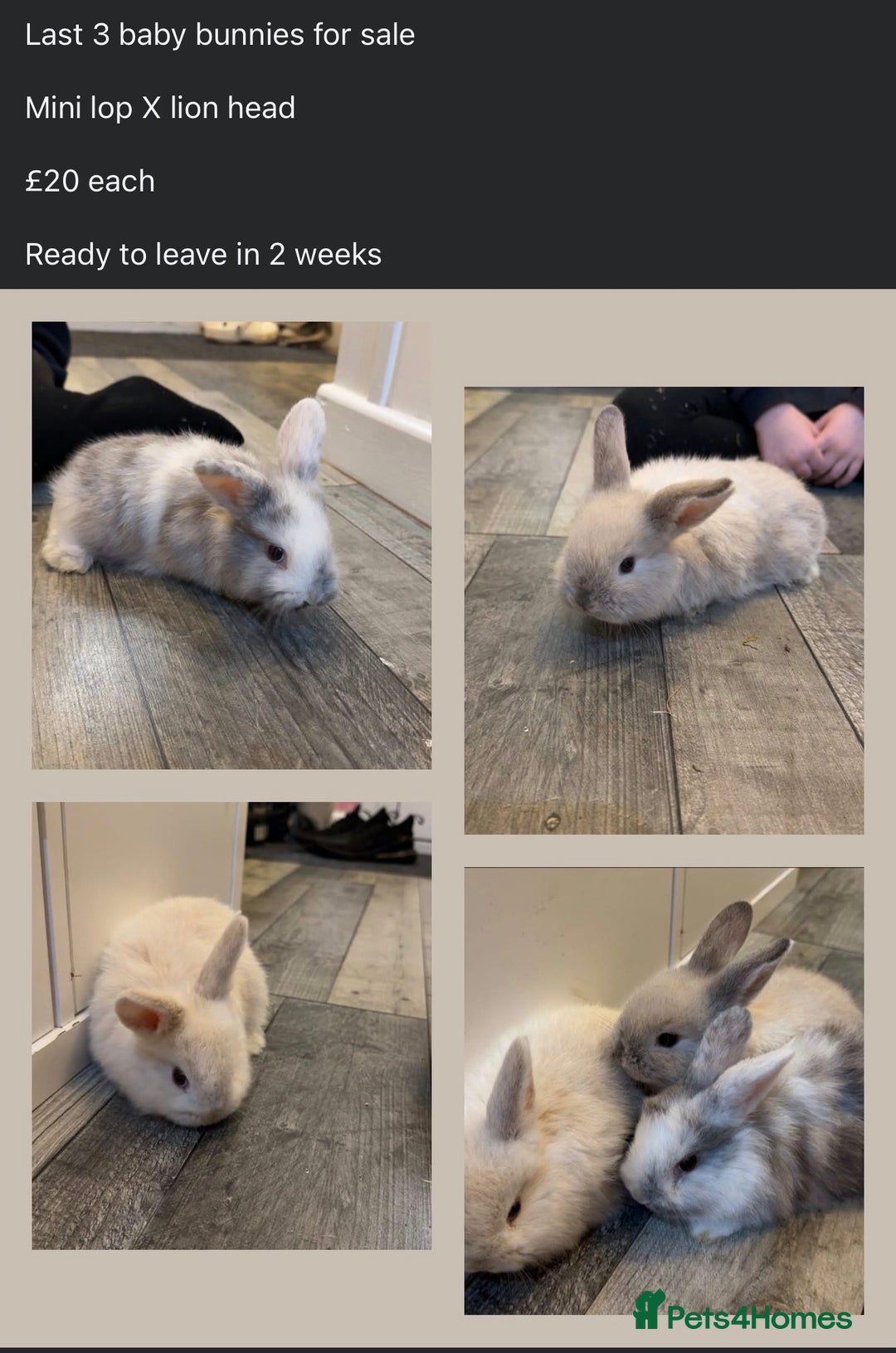 Mixed Breed rabbits for sale: Mini lop X lion head bunnies  - Advert 1
